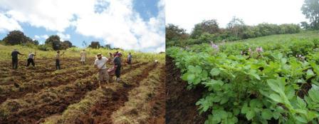 Productiva cosecha de papa super chola en la isla Isabela