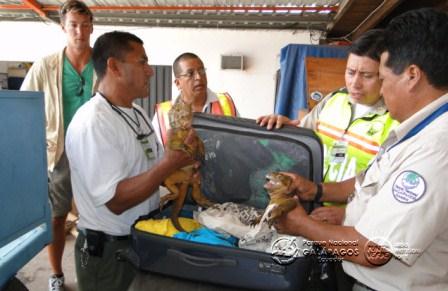 Alemán detenido al pretender llevarse iguanas