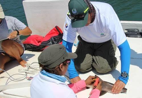 Marcaje a tiburones juveniles en Galápagos